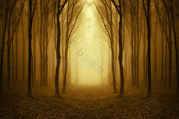 秋天，一条穿过有雾的陌生森林的<strong>小路</strong>