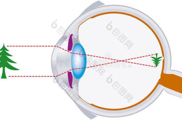 视觉，眼球，<strong>光学</strong>，透镜系统