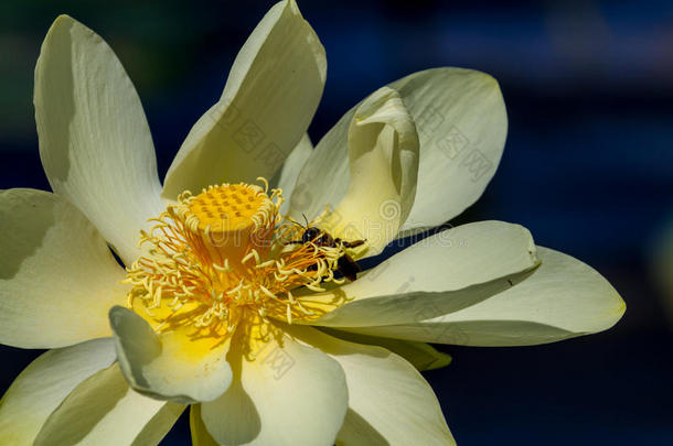 一种蜜蜂，在美丽的美国黄色莲花中采集花粉，在水面上采集百合花。