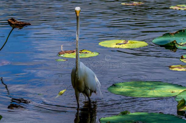 德克萨斯州荷花睡莲中<strong>野生</strong>大<strong>白鹭</strong>（ardea alba）的不寻常正面视图。