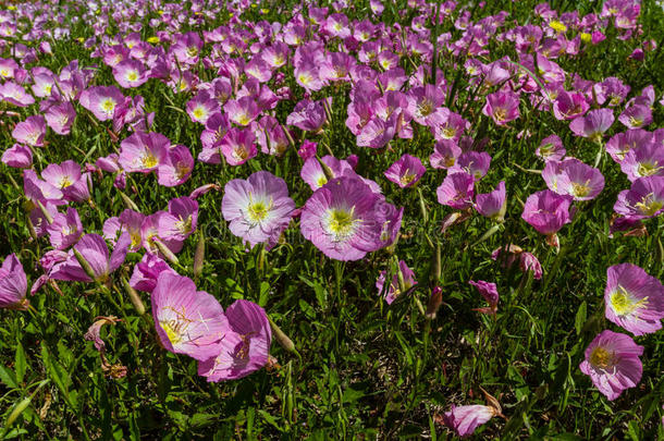 德克萨斯州一片草地的特写，粉红色的月见草野花。