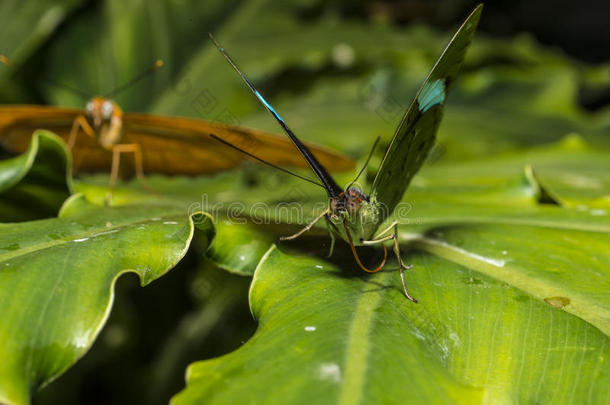 绿色下翼(；n.aglaura)；蝴蝶