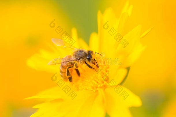 采花粉的蜜蜂