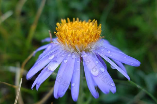 水珠<strong>野菊花</strong>