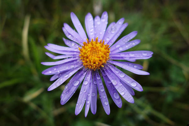 水珠野菊花