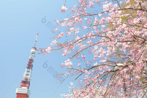 樱花<strong>时节</strong>的东京塔