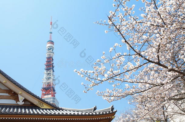 樱花时节的东京塔