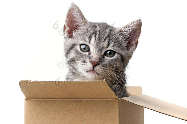 纸盒子里的小猫