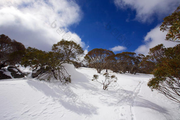 冬季雪景