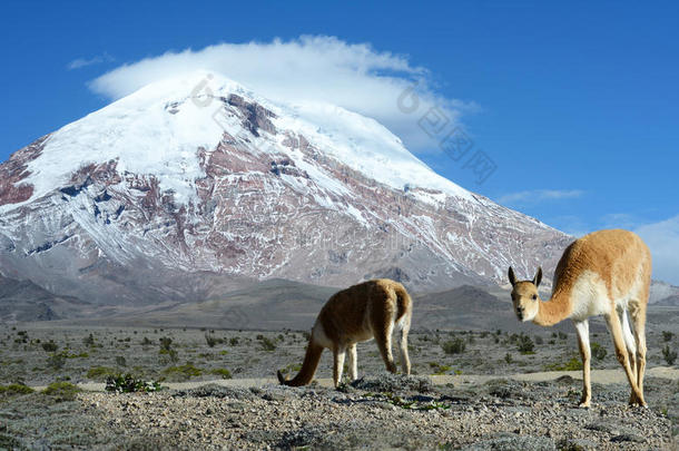 维丘格纳。厄瓜多尔安第斯山脉西科迪勒拉层火山chimborazo