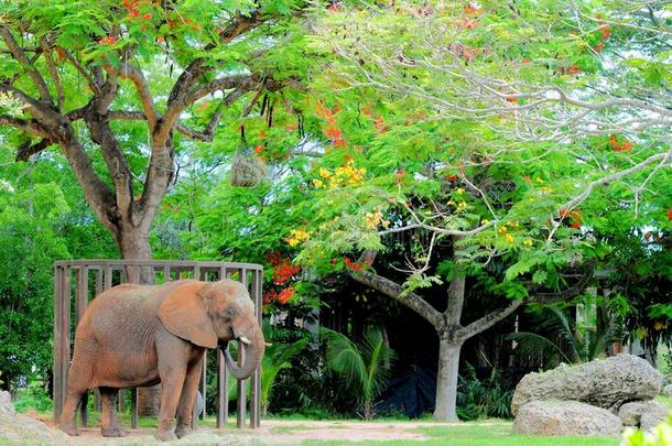 树下的非洲象