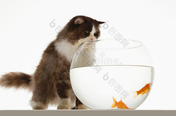 猫看着鱼缸里的金鱼
