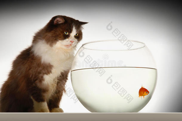猫看着<strong>鱼缸里</strong>的金鱼