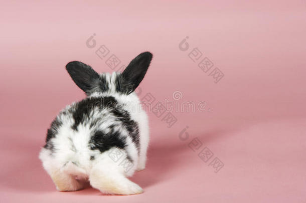 粉色背景的宠物兔