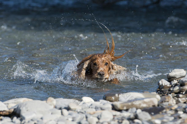 在河里玩耍的英国可卡猎犬