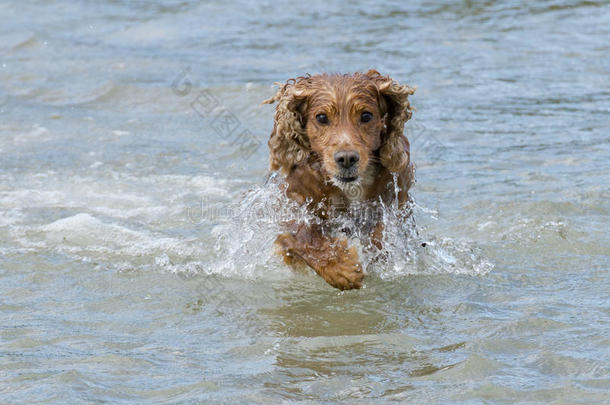 在河里玩耍的英国<strong>可卡猎犬</strong>