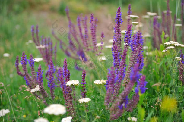 紫色山艾草。