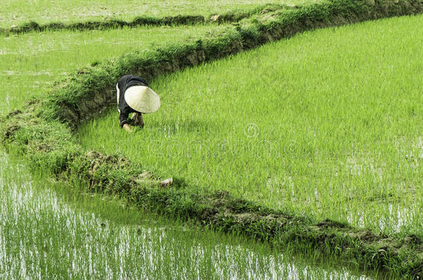 越南水稻种植业