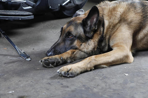 德国牧羊犬躺在地上