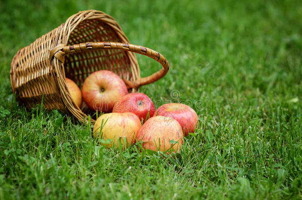 柳条篮子里装满了喜庆的苹果