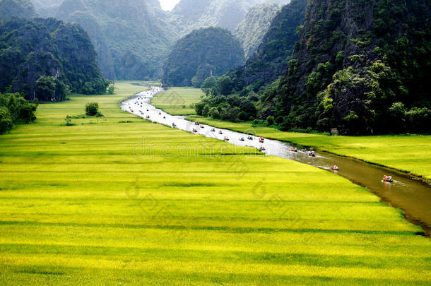 丰收时河边的稻田。