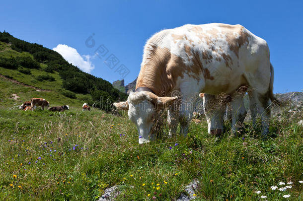 奥地利阿尔卑斯山<strong>牧场</strong>上的<strong>奶牛</strong>