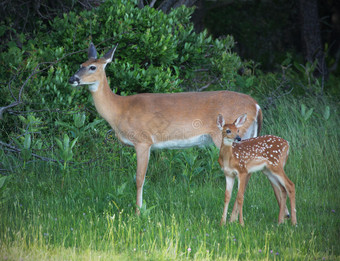 母鹿和小鹿图片