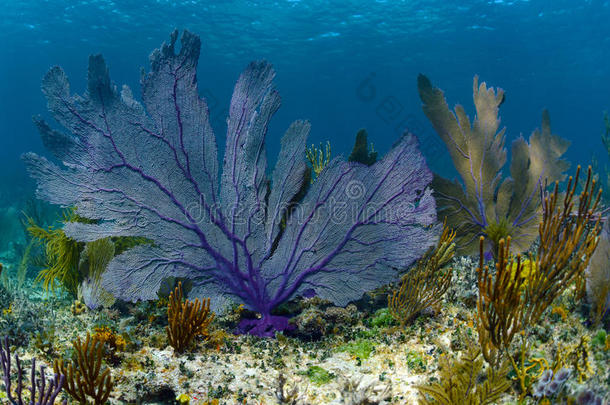 海洋珊瑚礁上的紫色扇子