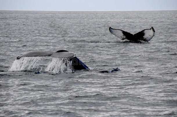 海洋中的两条鲸鱼尾巴