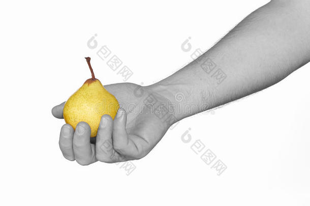 单色男人的手拿着黄梨子。