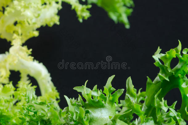 菊苣-菊苣
