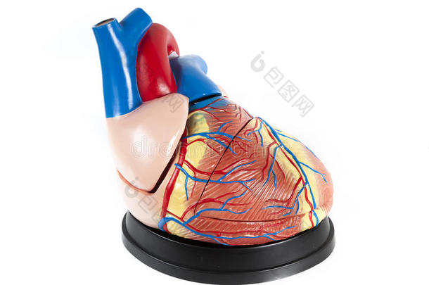白色背景下离体<strong>心脏</strong>近距离<strong>解剖</strong>模型