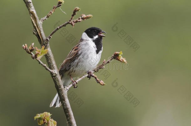 reed bunting，emberiza schoeniclus，男