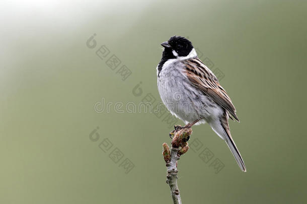 reed bunting，emberiza schoeniclus，男