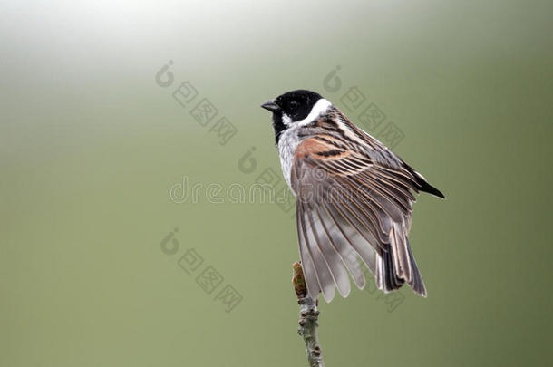 reed bunting，emberiza schoeniclus，男