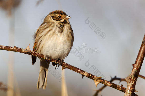 reed bunting，emberiza schoeniclus公司