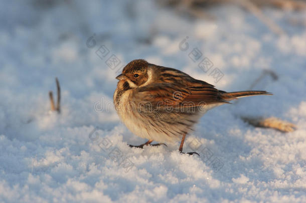 reed bunting，emberiza schoeniclus公司