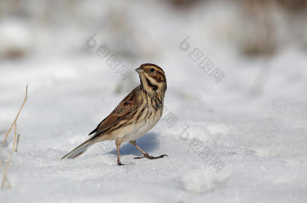 reed bunting，emberiza schoeniclus公司