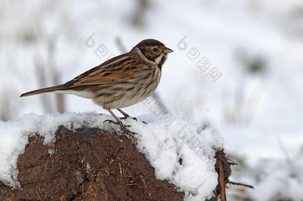 reed bunting，emberiza schoeniclus公司