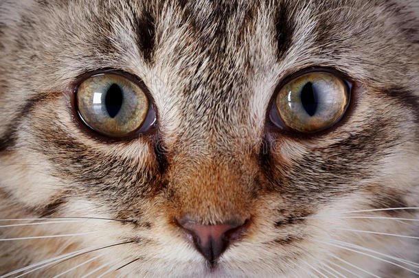 一只灰色条纹小<strong>猫</strong>的<strong>眼睛</strong>。