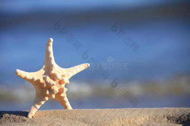 海洋背景下海滩上的海星