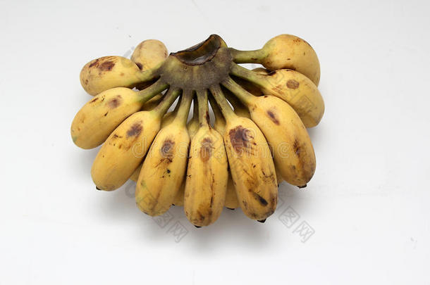 栽培香蕉