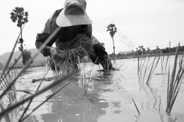 泰国农民在稻田<strong>种植水稻</strong>