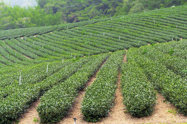 阿里山茶场