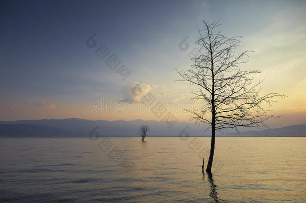 湖中的树木