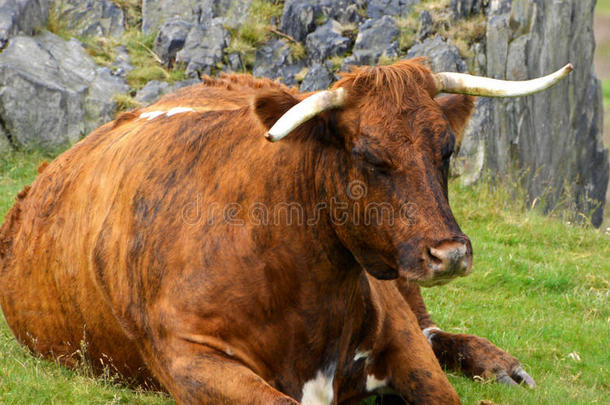 英国莱斯特郡灯塔山的老牛