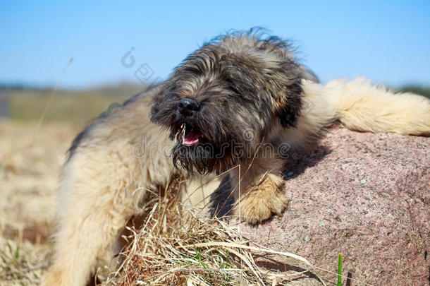 淡黄色的白头翁幼犬