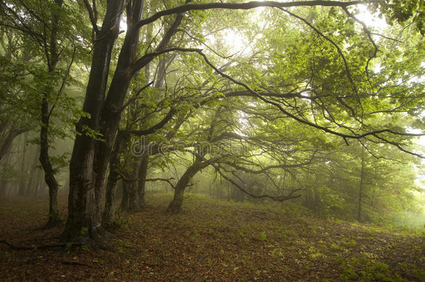 夏季有雾的绿色森林，树木<strong>诡异</strong>