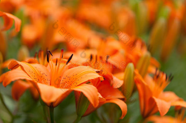 橙色百合花与百合花背景图案特写