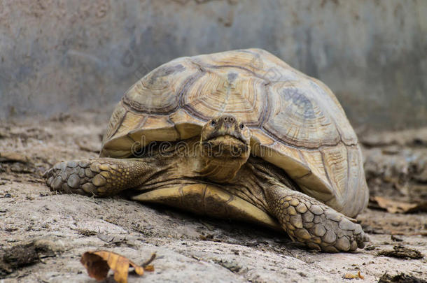 泰国清迈动物园的大海龟